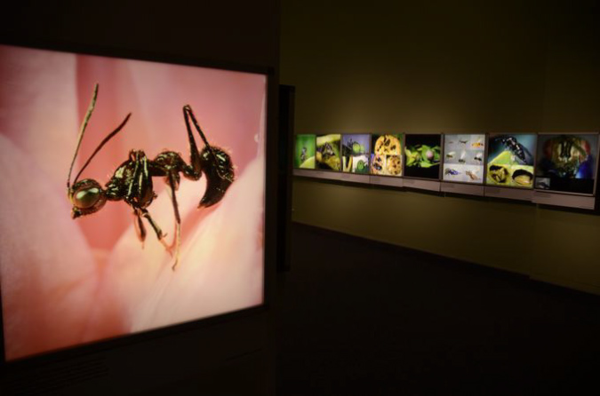 Wasp_exhibition__DSC3430